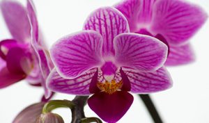 Horti Experience - Phalaenopsis